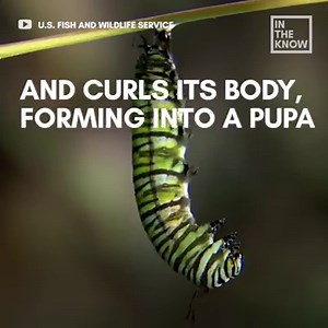 Here’s what really happens when a caterpillar turns into a butterfly 🦋 (via In The Know Creative) | Yahoo