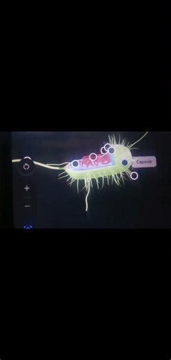 Prokaryotic Cell: The Ultimate 3D Breakdown!