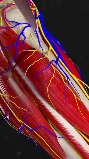 Surgical Animation: Below-Knee Amputation Procedure