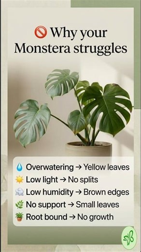 🌿 Your Monstera isn’t random… 👀It’s reacting to how you care for it 💚 #plantlovers #urbanjungle
