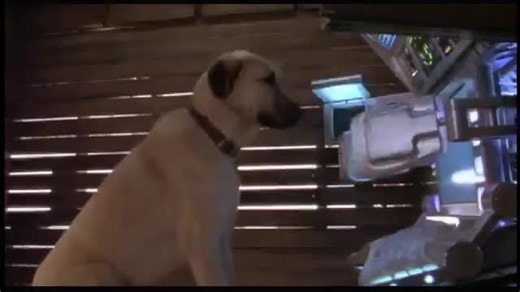 Cats & Dogs Trailer | Retro Junk