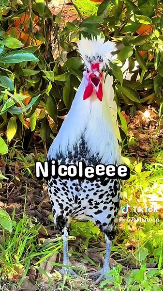 Wake Up Nicole! Roosters Call to Action