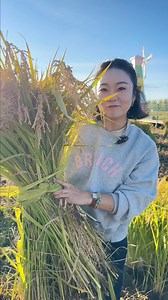 Happy #harvest #festival நெல் அறுவடை! #tamil #rice | தமிழ் பேசும் சீனர்