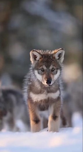 Wolf Cubs Training for Life