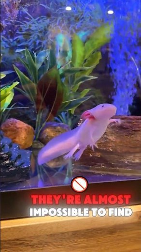 Axolotl: 🦎 That Grew TOO Big 😳 | You Won’t Believe Its Size! #facts #shorts #animals