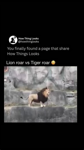 How Things Look on Instagram: "The roar of a lion and the roar of a tiger might seem similar to most ears, but they are surprisingly different in sound and purpose. A lion’s roar is deep, thunderous, and travels up to five miles across the savannah. It serves as a territorial call, warning rivals and gathering the pride. Lions often roar in groups at dawn or dusk, creating a chorus that shakes the air and asserts dominance in their territory. A tiger’s roar, on the other hand, is shorter and mor