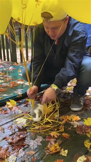 Funny Guinea Pig Moments That Will Make You Laugh