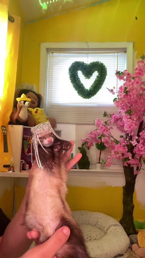 Floofnoodles on TikTok