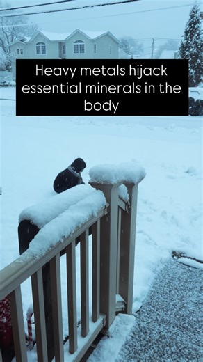 Heavy metals can be a problem because they don’t just hang out in the body, they get in the way of how the body makes energy and how the brain functions. Our cells, especially brain cells, rely on minerals like magnesium, zinc, iron, and copper to support the mitochondria (the parts of the cell that make energy). When heavy metals are present, they can take the place of those minerals, which means the mitochondria can’t work the way they’re supposed to. That’s one reason heavy metals can impact 