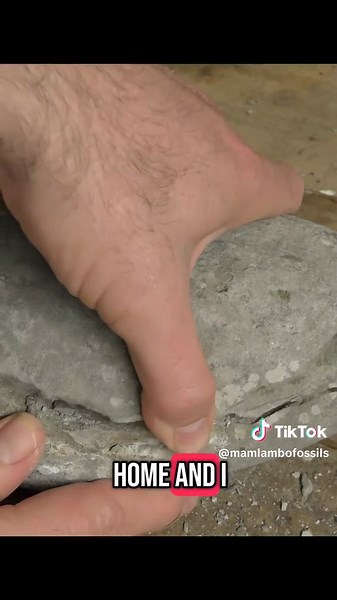 Unexpected Fossil Discovery Inside Concretion