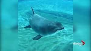 Vancouver Aquarium rescued harbour porpoise dies