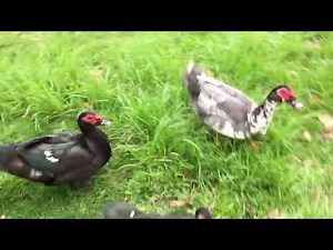 Muscovy duck arguing sounds