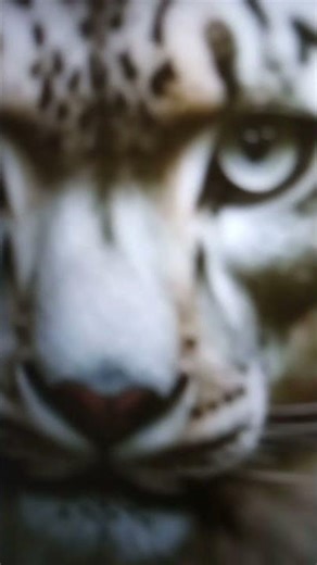 Snow Leopard #yt #feedshorts