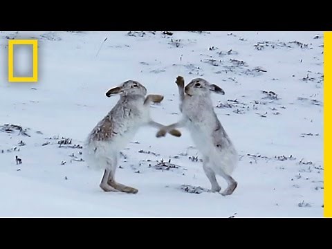 Boxing Match: Watch Female Hare Punch Her Suitors | National Geographic