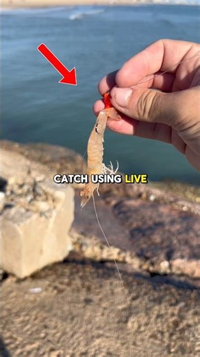 Best Braided Fishing Line For Fishing Heavy Structure #Fishing #FishingVideos #FishingContent