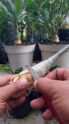 Tidying Adenium Roots Before Planting