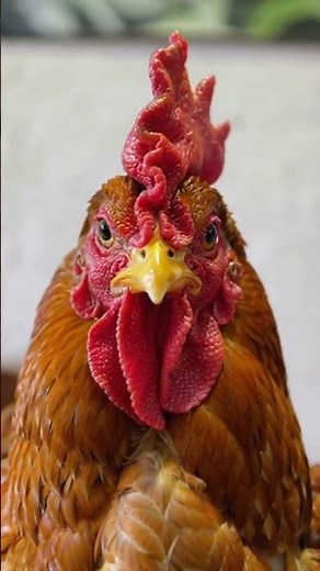 The Majestic Rooster: Up Close