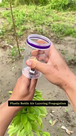 Clone an Entire Fruit Tree with a Trash Bottle! #gardeninghacks #gardening #plants