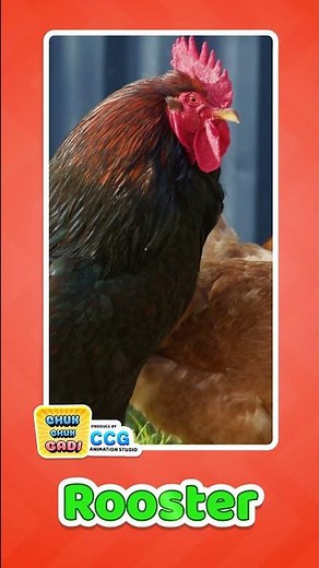 Rooster Sound for Kids 🐓 | Cock-a-Doodle-Doo!