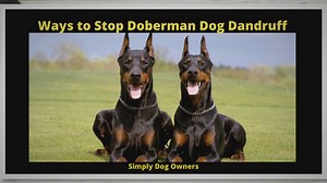 14 Ways to stop Doberman Dandruff