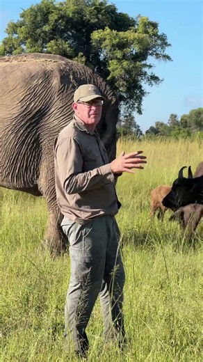 This unique relationship is truly amazing to observe - a cross-species symbiosis! 🐘 🦬