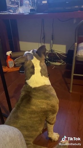 When strangers act suspect, I get the heebyjeebies and shoo them away. #Americanbully #bully #adopt #rescue #dogsoftiktok #dog #ruffruff