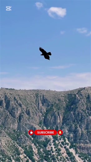 Eagle: The King of the Sky