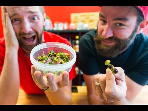 BUZZ BUTTON EXPERIMENTS!! | Mouth Electrifying Flowers!