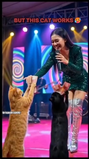 WORKER CAT #trolledit #catvideos #funny #cat #catshorts #catai #catmemes