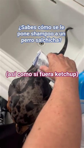 ¿sabes cómo se le pone shampoo a u. perro salchicha? así como si fuera ketchup 😂