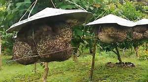 13K views · 267 reactions | WATCH: Stingless bees locally known as "Kiwot" in bee hives made of coconut shell at the Balay Buhay sa Uma bee farm in Barangay San Roque in Bulusan town in Sorsogon province. on Friday (March 31, 2023). The bee farm produces 625 liters of honey in every harvest per year from 2,000 colonies of bees. via Connie Calipay | Philippine News Agency | Facebook