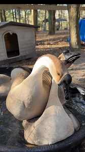 293K views · 2.7K reactions | Very proud #goose | MrGeese | Facebook