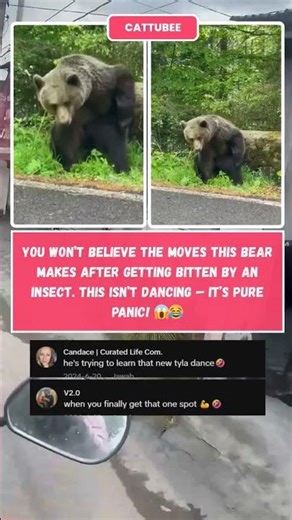 Bear tries to dance after insect bite! 🐻🐜 This is pure panic 😂 #Shorts #Animals #Funny