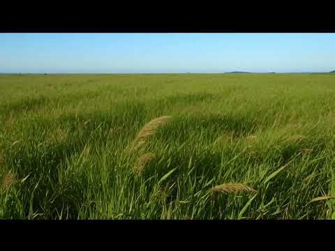 Wind in the Grass Field 🌾 Relaxing Nature Sounds for Sleep & Study
