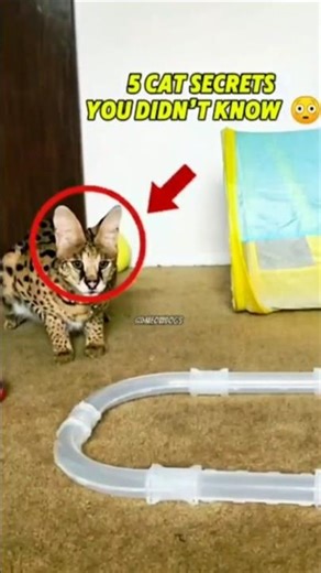 The Secret Life of Cats 😱 #catfacts #cat #pets