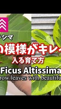 ダイソーアルテシマ・葉の模様が消えちゃった・Ficus Altissima・ #観葉植物 #houseplants #ダイソー #plants