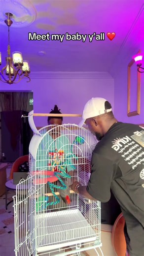 A very karid bird #playwills