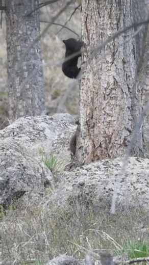 Little tiny black bear cubs playing last spring in Yellowstone... | T. Lyn Neufeld Photography