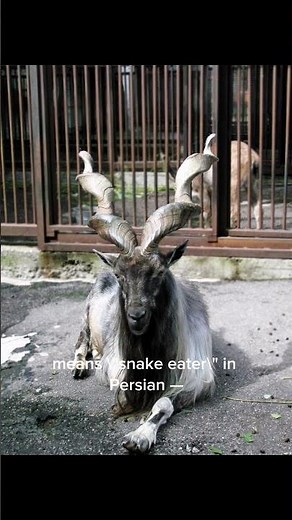 Markhor: The Goat With Spiral Horns! 🐐🌀