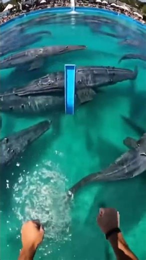 Waterslide into pool full of giant fish #funny #memesSave