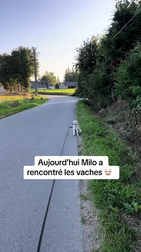Rencontre inédite entre un chiot Golden Retriever et une vache curieuse