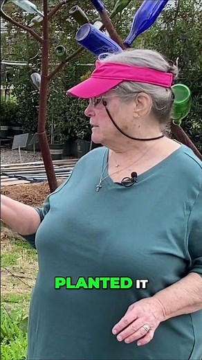 The Beautiful and Unique Training Styles for Grape Vines - Unleashing Nature's Artistry