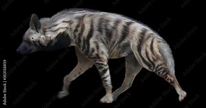 Striped Hyena cyclical walking realistic animation. Isolated animal video including alpha channel allows to add background in post-production. Element for visual effects.