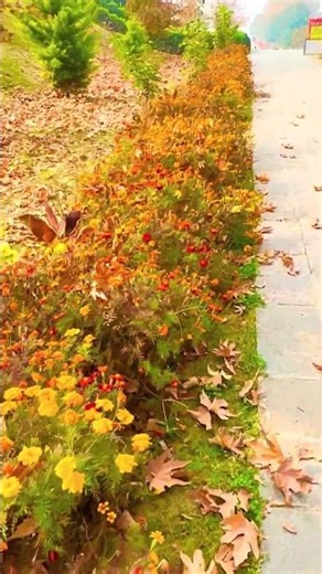 Autumn season kashmir