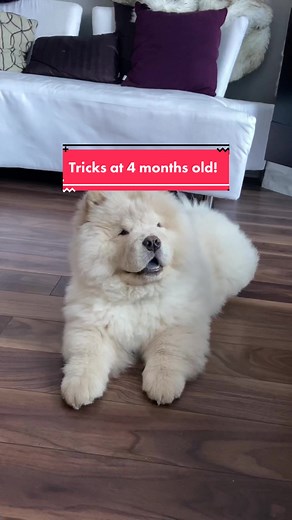 Chow Chow Dog Tricks: Training Tips and Cute Videos