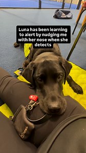 12K views · 389 reactions | Luna, my Assistance Puppy in training,...