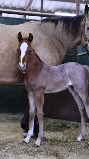 6.2K views · 509 reactions | Curious little thing! Hashtags x RPL Ich This #hashtags #foal #stallion #offspring #foals #horses #breedingseason #equinebreeding #equine | Hashtags | Facebook