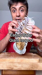 Eating HUGE Marine Isopod! 😱 #animals #nature | Nicolas Kratka