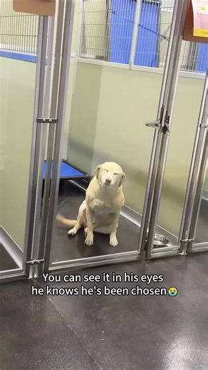 #funnymoments #topmoments #dog