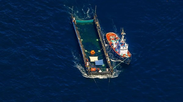 Wal Timmy: Schiff kämpft mit hohen Wellen